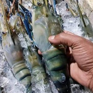 ৫ কেজি নদীর ডিমওয়ালা তরকারি চিংড়ি