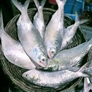 ৫ পিস মাছে ৭/৫ কেজি  টাকা-দেড় কেজি,সাইজ