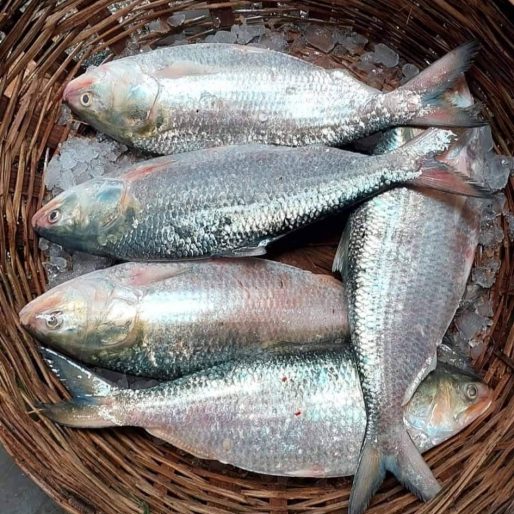 ilish-1.jpg